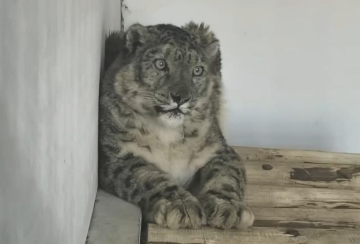 青海被救护雪豹“凌不疾”身体恢复向好