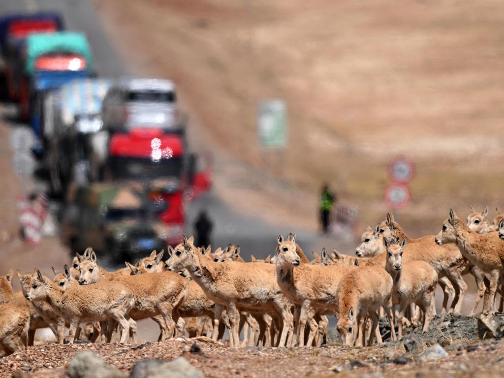 藏羚羊的守护接力：从一棵树长成一片林