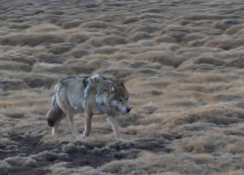 秀我中国｜青海玉树：狼群漫步三江源
