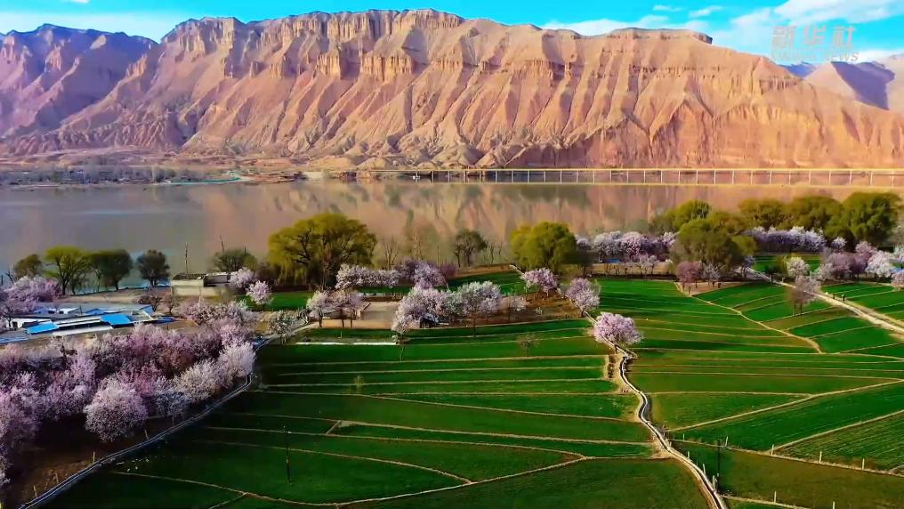 青海循化:春意盎然 杏花如雪