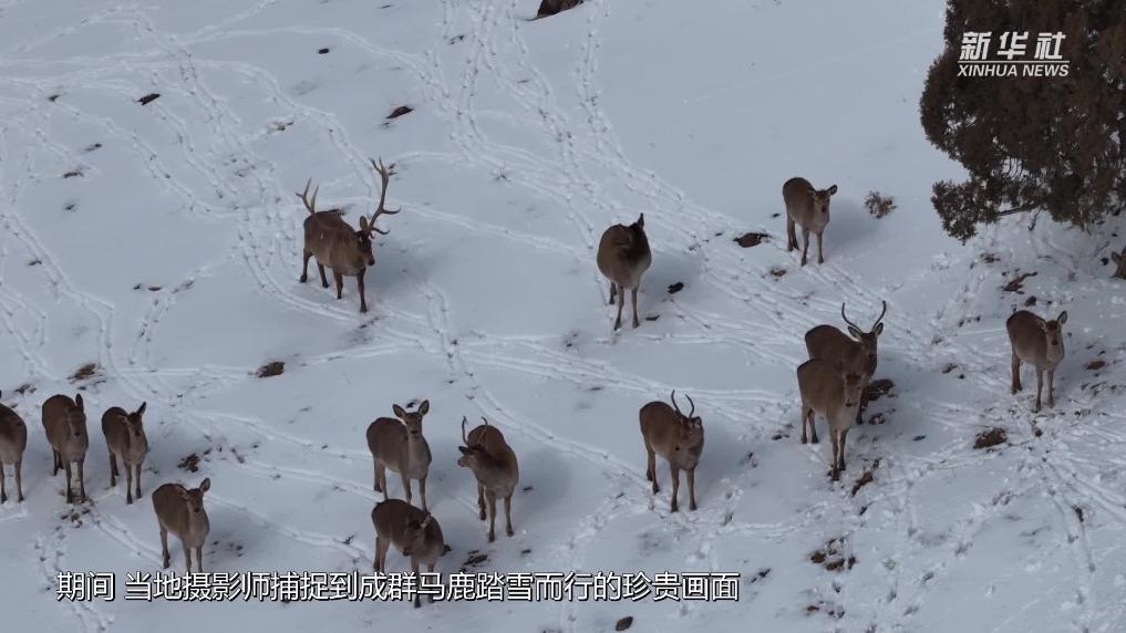 青海都兰:皑皑春雪映鹿群