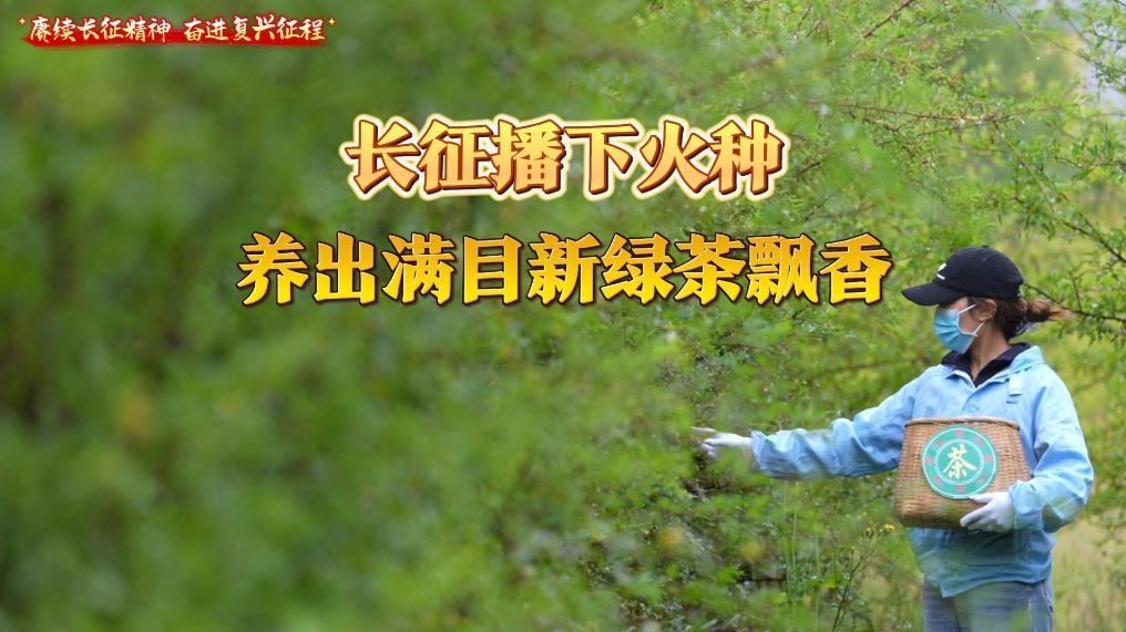 赓续长征精神 奋进复兴征程｜长征播下火种 养出满目新绿茶飘香
