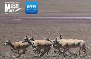 三江源慢直播丨“高原精灵”藏羚羊进入迁徙季
